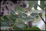 leaf and flower